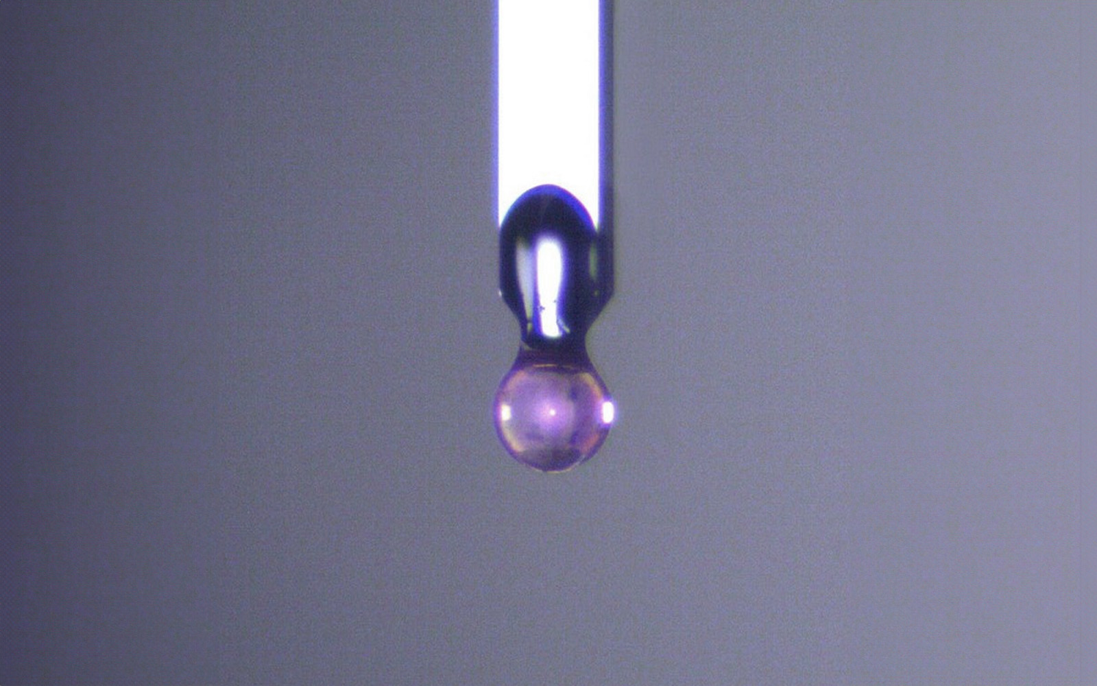 Close-up of a spherical ruby indenter tip used for soft material characterization.