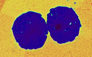 Nanoindentation mapping of nodular cast iron structure, showing the usage of a hardness map obtained by nanoindentation a microscope.